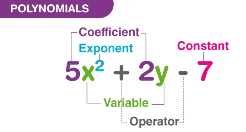 Polynomial